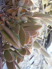 Crassula undulata