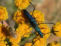 Hypocrites scabriusculus