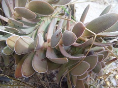 Crassula undulata