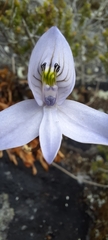 Disa maculata