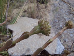 Crassula undulata