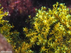Ericaria selaginoides