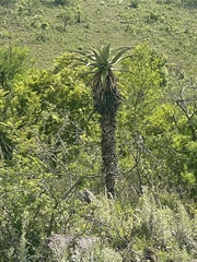 Aloe marlothii marlothii