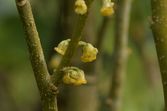 Melicytus chathamicus
