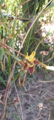 Moraea inconspicua