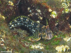 Coryphoblennius galerita