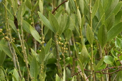 Melicytus chathamicus