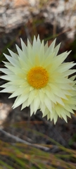 Edmondia