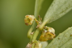 Melicytus chathamicus