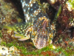 Coryphoblennius galerita