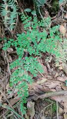Adiantum raddianum
