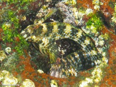 Coryphoblennius galerita