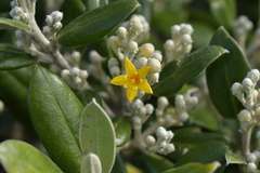 Corokia macrocarpa