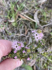 Kunzea parvifolia