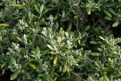 Corokia macrocarpa
