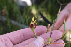 Moraea inconspicua