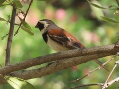 Passer melanurus melanurus