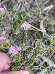 Kunzea parvifolia