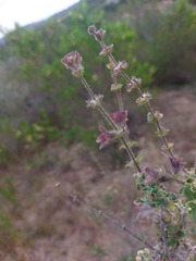 Salvia albicaulis