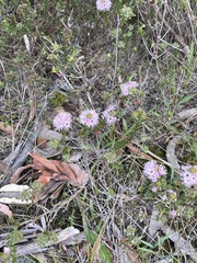 Kunzea parvifolia