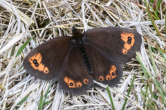 Erebia triarius