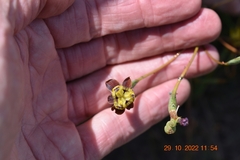 Moraea inconspicua