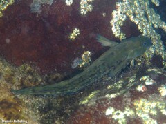 Parablennius parvicornis