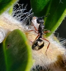 Dolichoderus ypsilon