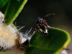 Dolichoderus ypsilon