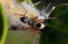 Dolichoderus ypsilon