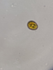 Dunaliellaceae