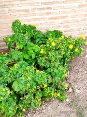 Mirabilis jalapa