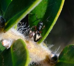 Dolichoderus ypsilon