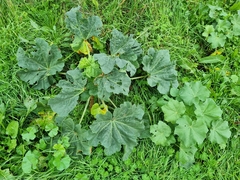 Malva arborea