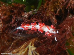 Flabellina dushia
