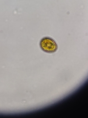 Dunaliellaceae