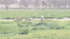 Ephippiorhynchus asiaticus