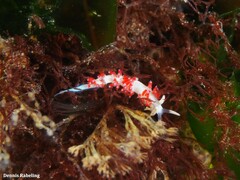 Flabellina dushia