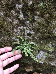Asplenium