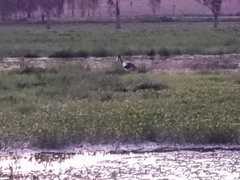 Ephippiorhynchus asiaticus