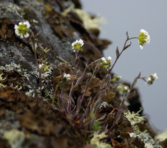 Draba arabisans