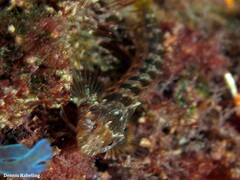 Parablennius incognitus