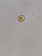 Dunaliellaceae