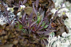 Draba arabisans
