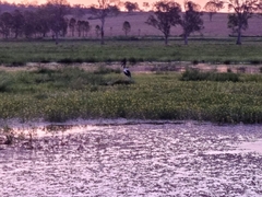 Ephippiorhynchus asiaticus