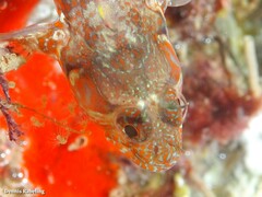 Parablennius incognitus