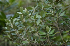 Olearia traversiorum