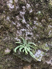 Asplenium