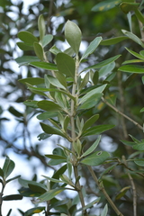 Olearia traversiorum