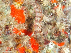 Parablennius incognitus